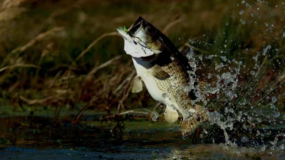 Sega Bass Fishing box art