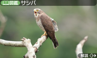 Hana To Ikimono Rittai Zukan — ss (WOR)
