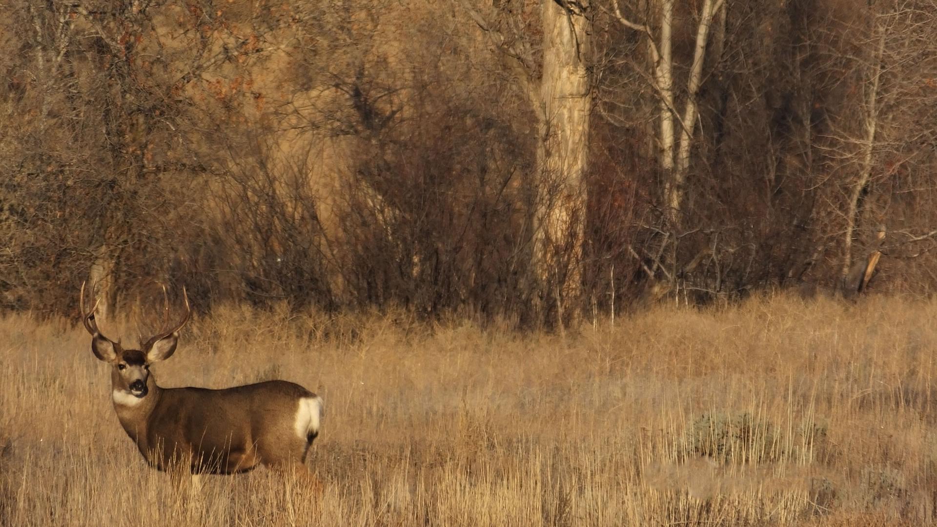 Cabela's Deer Hunt - 2005 Season — fanart