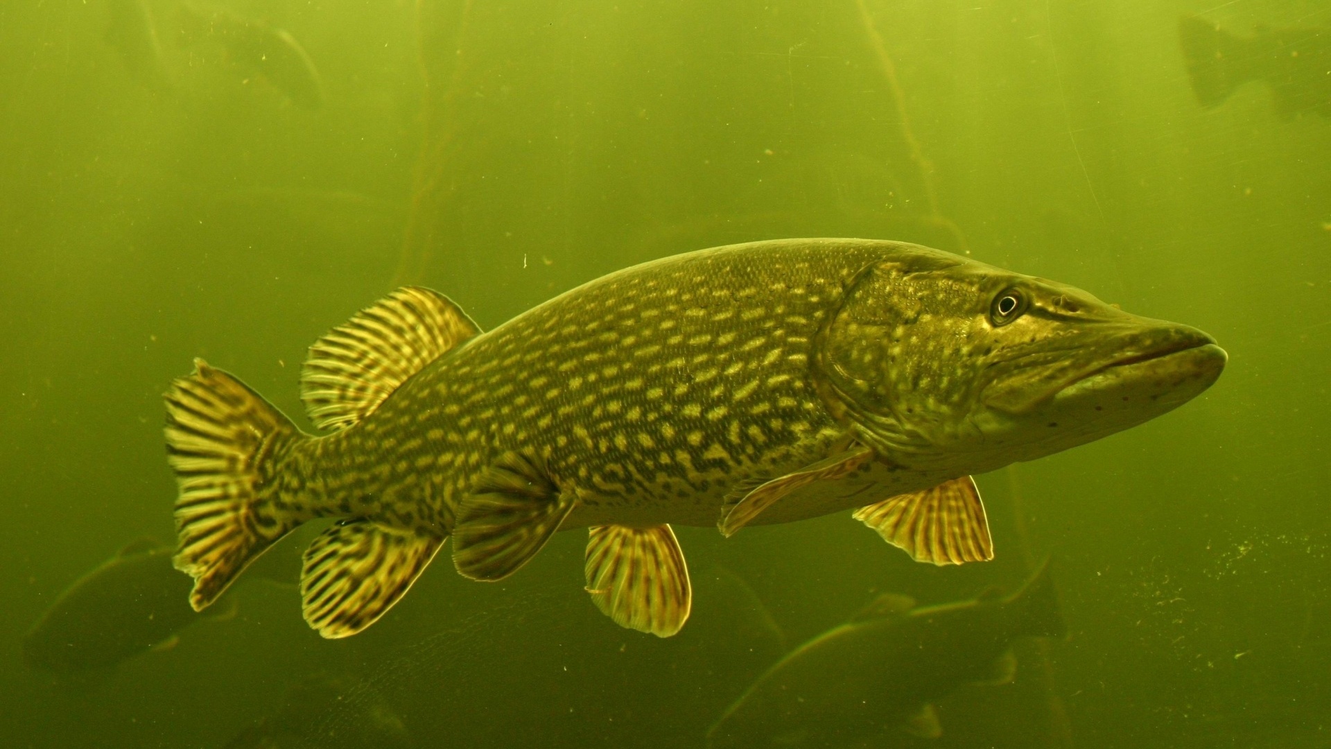 Cabela's Monster Bass — fanart
