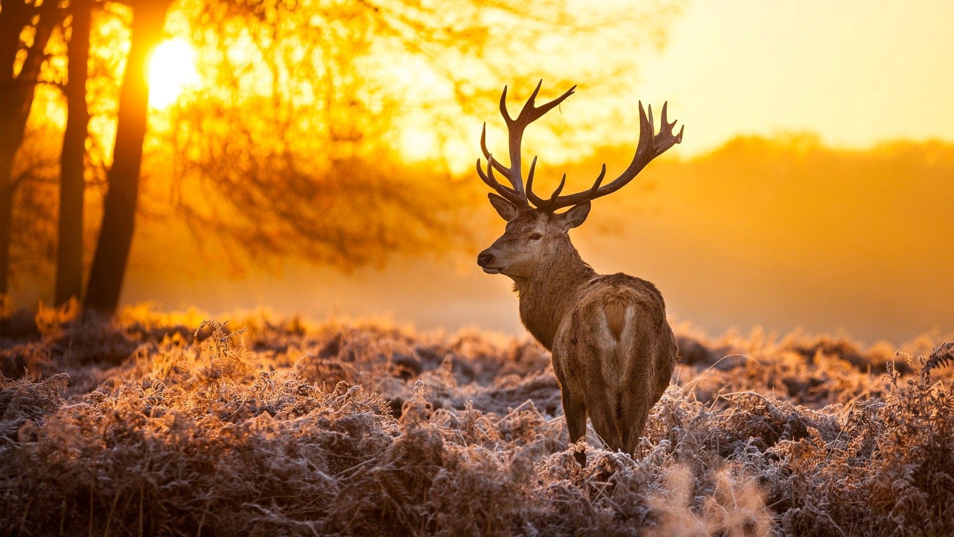 Cabela's Trophy Bucks — fanart
