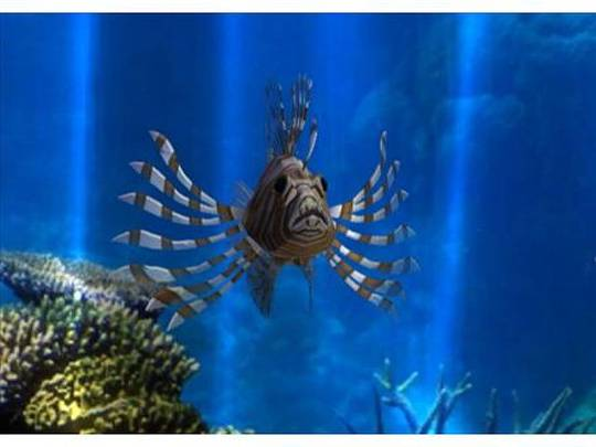 Fantasy Aquarium World — ss (WOR)