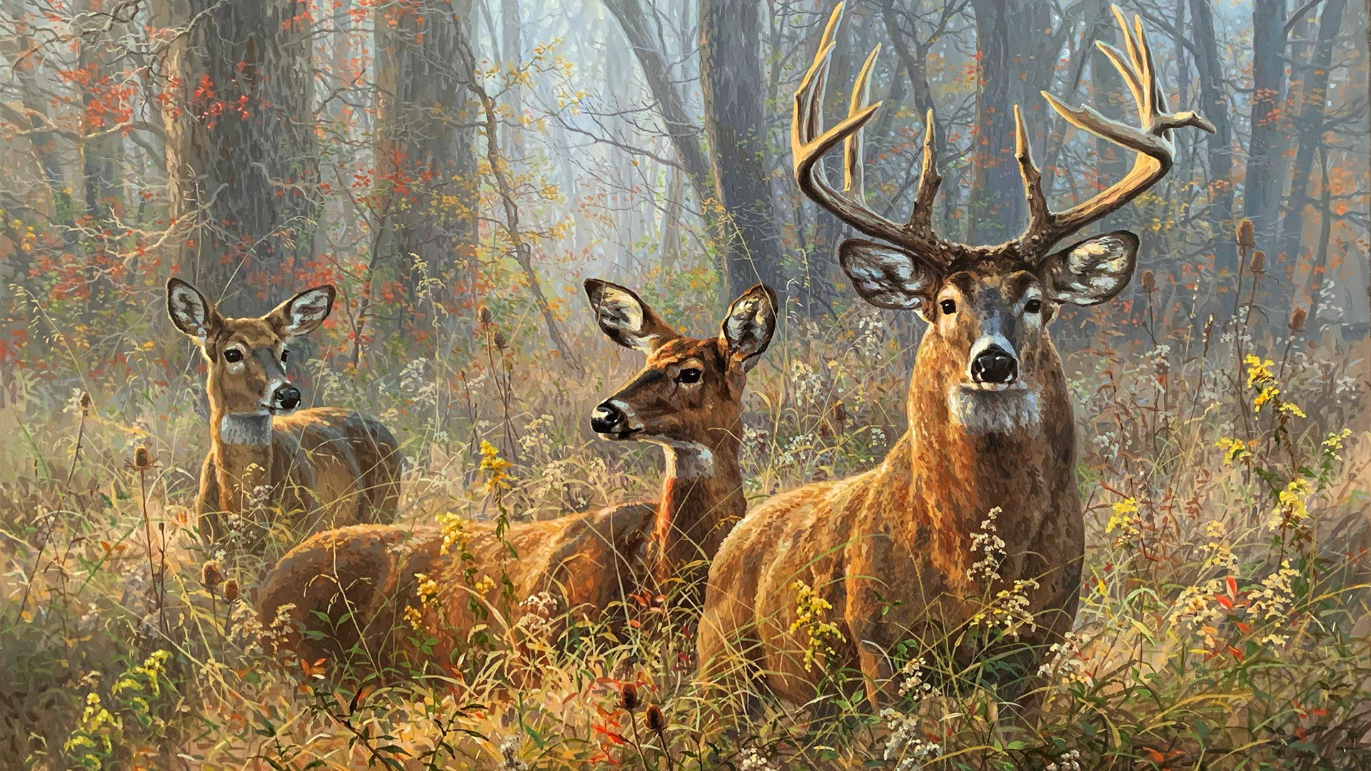 Cabela's Deer Hunt - 2004 Season — fanart