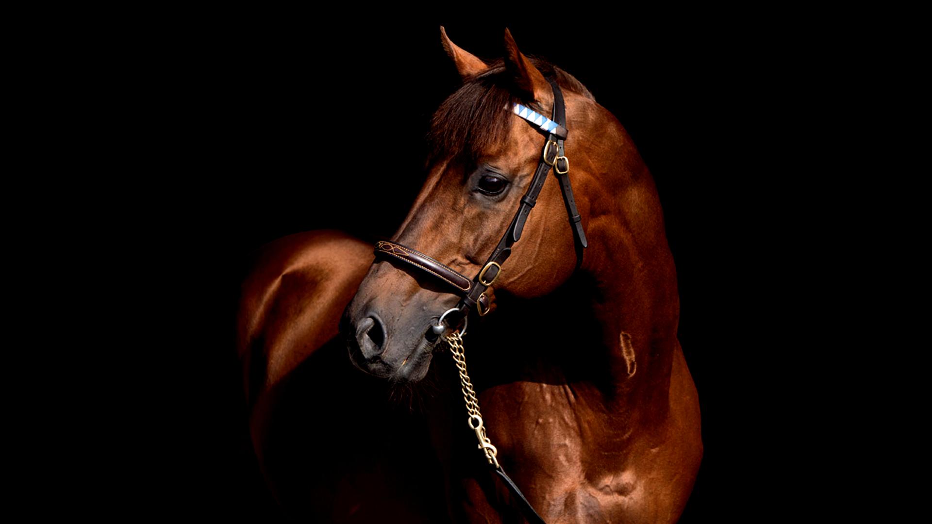 Derby Stallion 96 — fanart