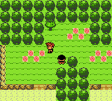 Pokemon Dark Energy — ss (WOR)