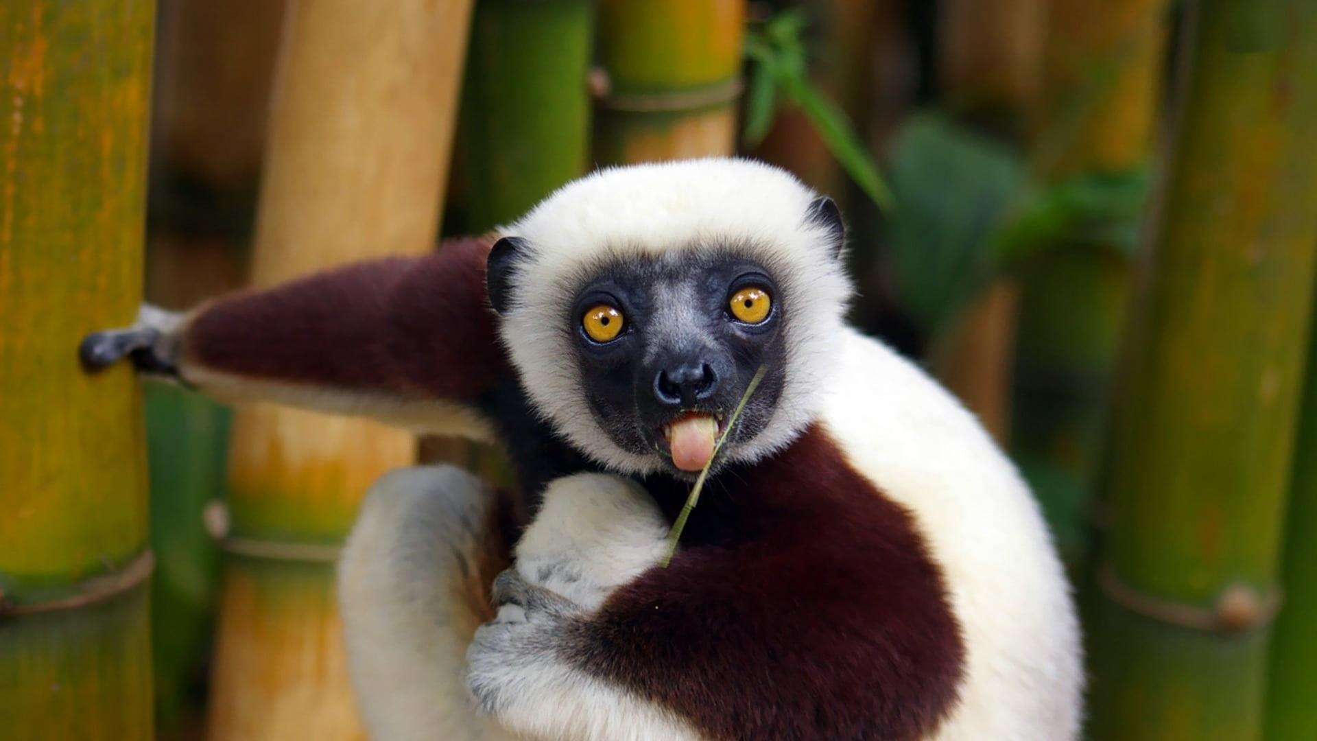Zoboomafoo - Playtime in Zobooland — fanart