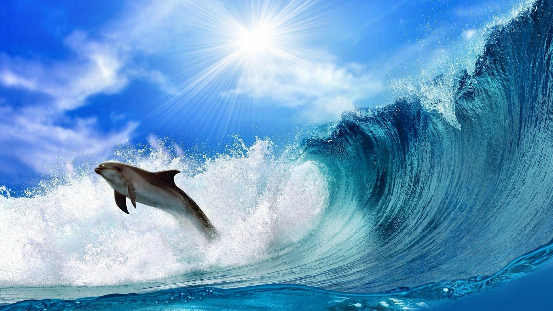 Dolphin Up — fanart