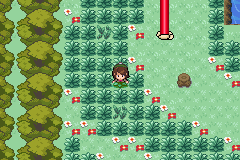Pokemon : Sword And Shield — ss (WOR)