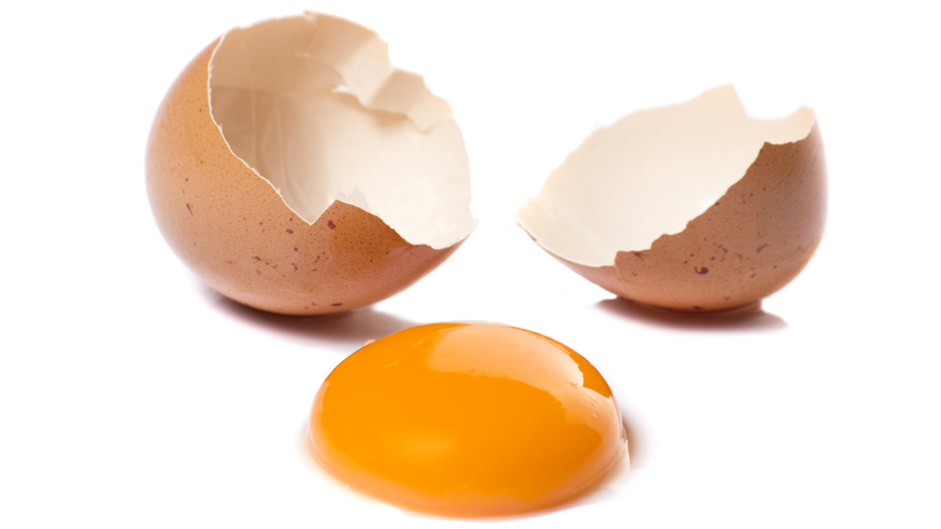 Egg — fanart