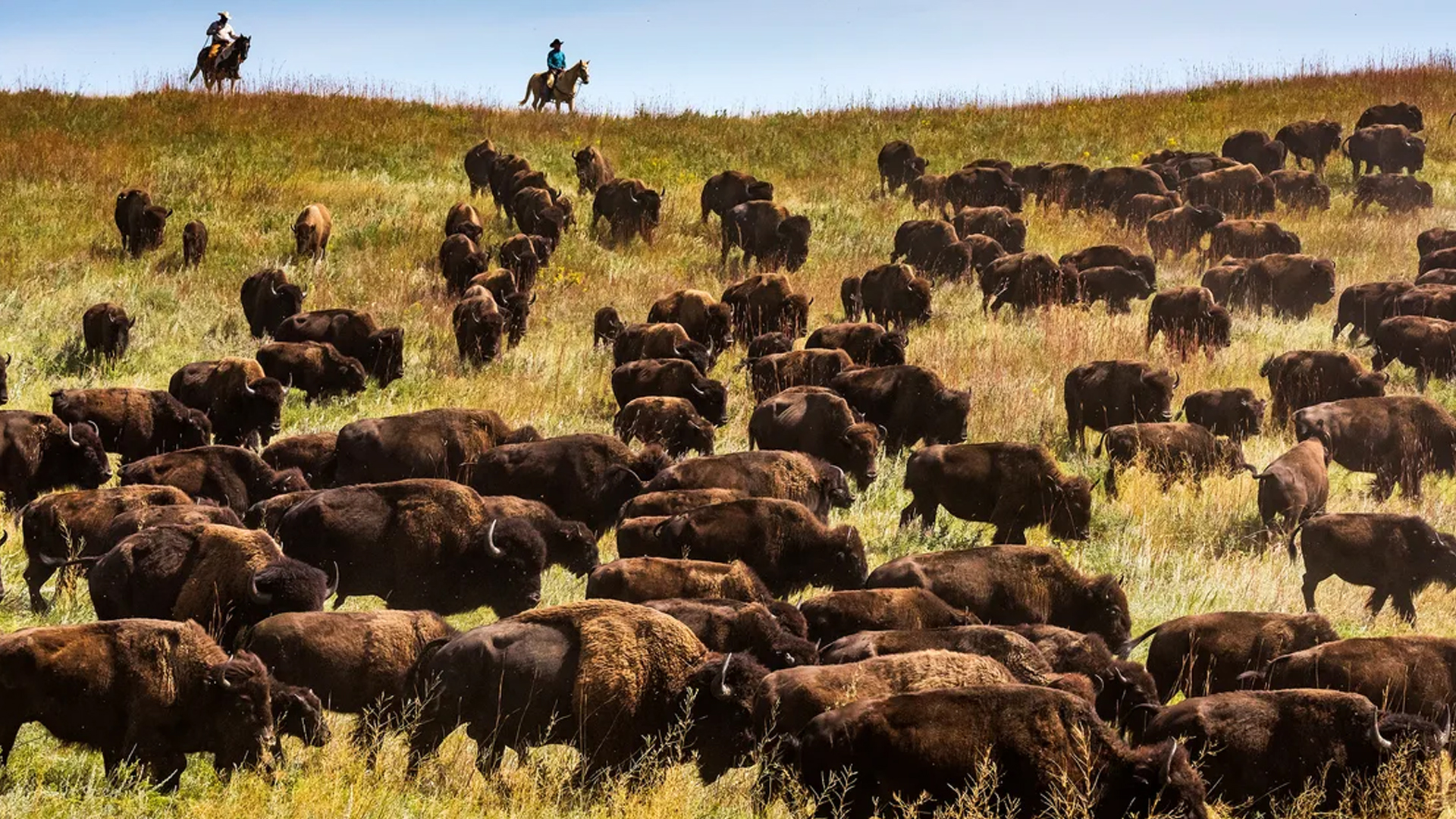 Buffalo Roundup — fanart