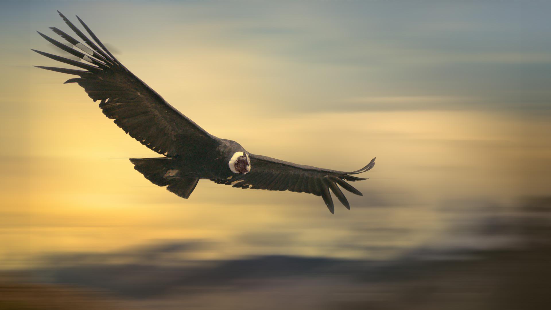 Condor Attack — fanart