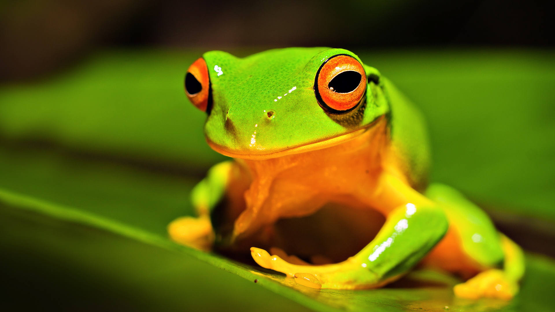 Frog Boaster — fanart