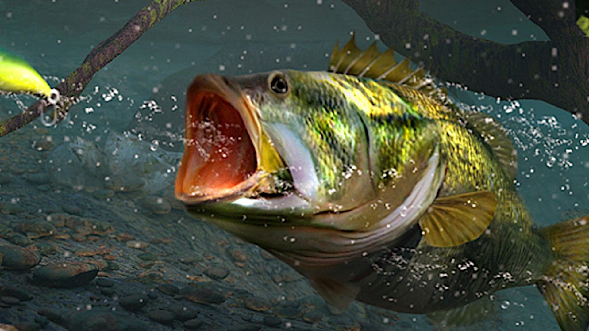 Big Bass Arcade — fanart
